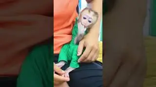 Obedient baby monkey wait Mommy clean nails