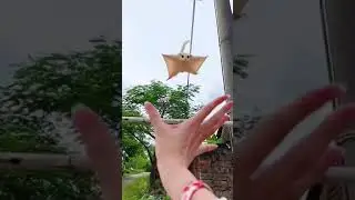 ESQUILO VOADOR