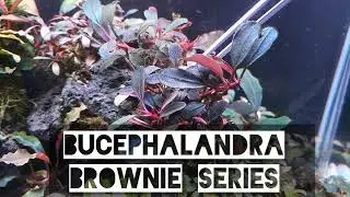 bucephalandra brownie series 💙❤❤