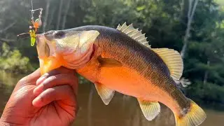 Beetle spin fishing frenzy (Crappie, bluegill, & bass)
