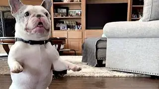 Dog loves being told 'I love you'