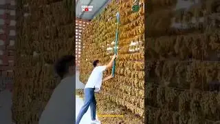 Grapes drying