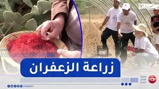 الذهب الأحمر.. مساع لتطوير إنتاج الزعفران وتسويقه عالميا