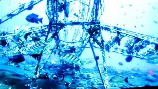 Korallenriff &acute;20 - Ocean Mind
