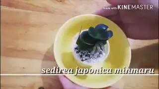 sedirea japonica minmaru . Подробности в описании
