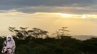 Baboon family Sumburu National Reserve Africa Kenya #travelvlog