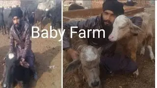 Visit to my baflow farm Shaka da vlog 🐄🐄