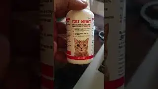cats and kittens best suppliments #catstar #youtubeshorts #youtube #shorts #kitten #persian