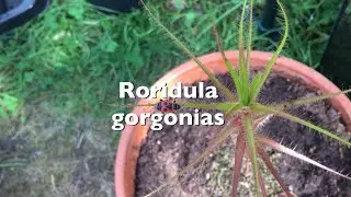 Roridula gorgonias | Wanzenpflanze | Neue Pflanze Vorstellung | Karnico