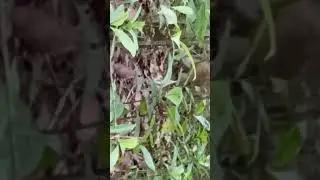 We found a family of monkeys in the jungle #nature #animals #pets #africa #shorts #viral