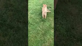 Ava UPDATE - Mini Goldendoodle - Family Bred Puppies