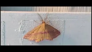 Chickweed Geometer Moth
