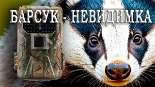БАРСУК невидимка 4 ГОДА в кадре ФОТОЛОВУШКИ в лесу