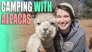 Camping With Alpacas! - Harvest Hosts Unique RV Camping Experience