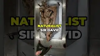 Colossal Sea Monster Skull Found! Stronger Than T Rex!