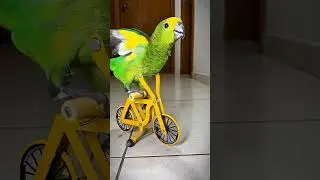 Parrot doing BMX stunts #parrot #bike #birds #cycling #memes #animalshorts #cyclist #bmx #bmxlife
