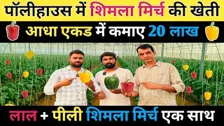 रंगीन शिमला मिर्च की खेती । Capsicum farming in india
