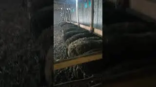 salom obunachilar sizlardan 1Layk Dalda Qoylarga yemish beryamiz👍👋👍