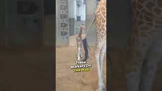 The coolest baby giraffe you'll ever see 🥰 #shorts