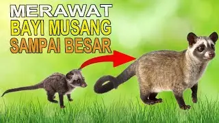 MERAWAT MUSANG PANDAN DARI KECIL SAMPAI BESAR