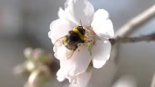 Vid&eacute;o macro d'abeilles &agrave; Montpellier
