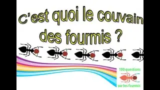 C'est quoi le couvain des fourmis ?