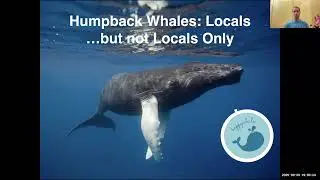 Ted Cheeseman: Our Humpback Whales: Locals&hellip; but not locals only - September 30, 2025