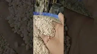 urad dal making process|satyabhama dal mill udyog|natural dal 2023