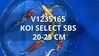 V1235165 | Koi Select SBS 20-25 cm