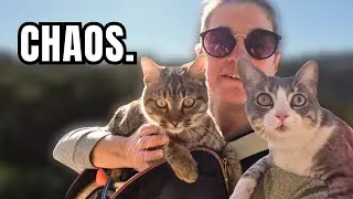 1 путешественник-одиночка, 2 кота с рюкзаками. Что может пойти не так?