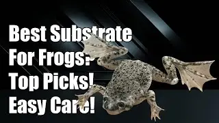 What kind of substrate is best for African Dwarf Frogs?