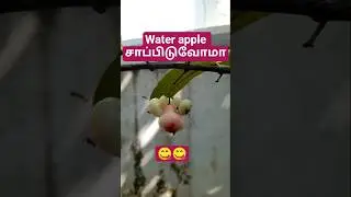 Do you like ஜாம்பக்கா?? #shorts #waterapple #trending #viralshorts @Pragathisvoice