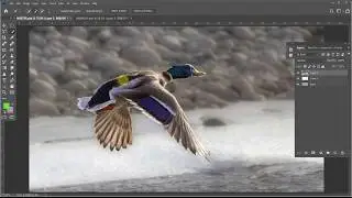 Workflow using Quick Select Tool and Polygon Lasso Tool