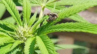 Canna life , talking to the girls ,checking the PM.. 