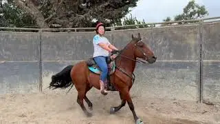 Teaching a Tennessee Walking Horse To Canter - Teddy - Lesson - Gaited Horse Training