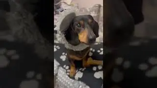 Мини такса  Арчи в костюме волка.😻 #dachshund #dogs #puppy #funnyvideo #pets #cat