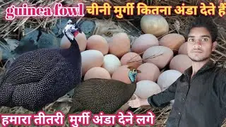 #गढ़वाचीनीमुर्गीफार्म कितना अंडा देते हैं 🕊️guinea fowl chinamutgi 🕊️ titri bird 🕊️farming