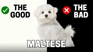 Maltese: The Pros and Cons of Owning One