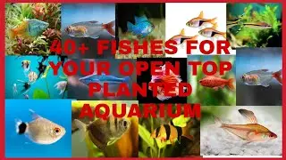 40+ Fishes For Your Open Top Planted Fish Tank.
