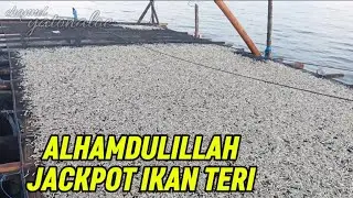 BAGAN BARU LANGSUNG JACKPOT IKAN TERI || TANJUNG BATU