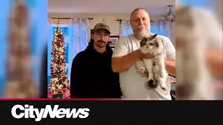 Cat missing for 7 years reunited with owners