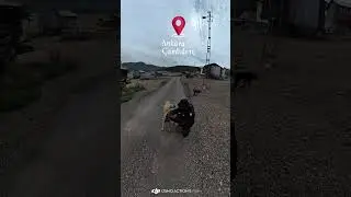 ANKARA YAYLALARINDA ÇOBAN KÖPEKLERİ  #ankara #motosiklet #gezi #djı #djımicmini #heroxpulse2004v 