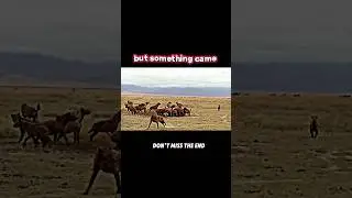 lion king vs hyena #trending #animals #wildlife #youtubeshorts #youtube #shorts #lion #hyena