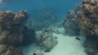 Blue Trevally