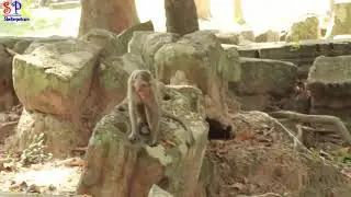 How To See Anita young Monkey Meet Under Tree With The Bon amber Group.Bon Love Anita Baby