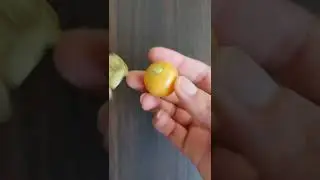 Cape Gooseberry! 🍒🍒 Rasbhari! #shorts What would you make with these?! #youtubeshorts