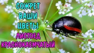 ОН СОЖРЕТ ВАШИ ЦВЕТЫ. ЛИСТОЕД КРАСНОКАЕМЧАТЫЙ Chrysolina sanguinolenta