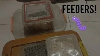Mga Alagang Feeders  Para sa Mga Tarantula.