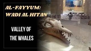 Al-Fayyum: Wadi al Hitan - Valley of the Whales | Valle delle balene