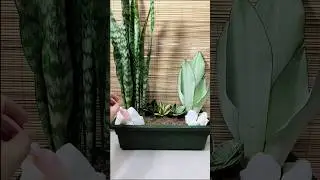 5 Snake Plants Arrangement Idea🪴 #snakeplant #ideas #plantdecor #homedecor #arrangement